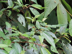 Batozonellus annulatus