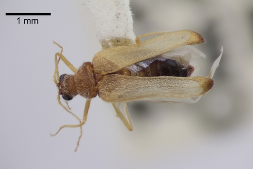 Odd Beetle photo 4