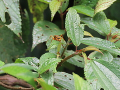 Batozonellus annulatus