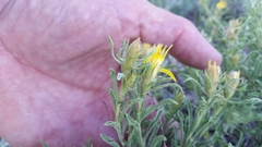 Ericameria suffruticosa