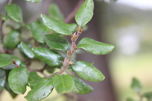 Nothofagus × apiculata (Nothofagus × apiculata)
