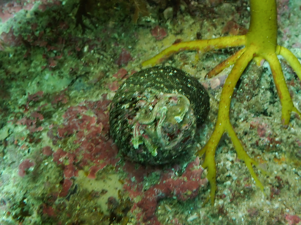 Rough turban shell from Shoalhaven - Pt B, AU-NS, AU on March 15, 2025 ...
