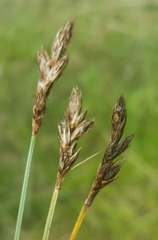 Carex pansa
