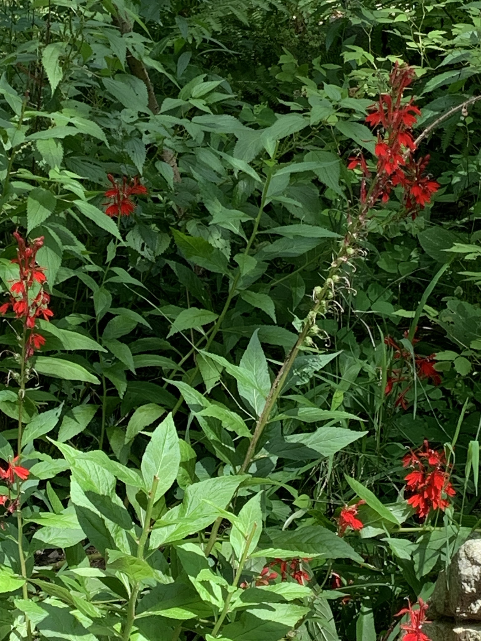 Lobelia cardinalis