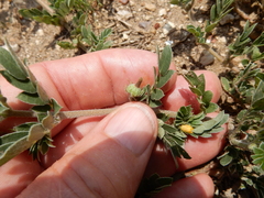 Kallstroemia hirsutissima