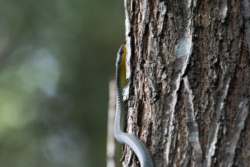 Common Tree Snake sighting