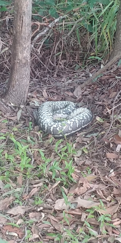 Coastal Carpet Python sighting