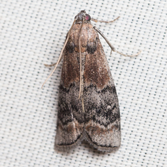 Euzophera semifuneralis