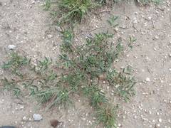 Kallstroemia hirsutissima