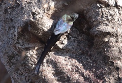 Phoeniculus purpureus angolensis