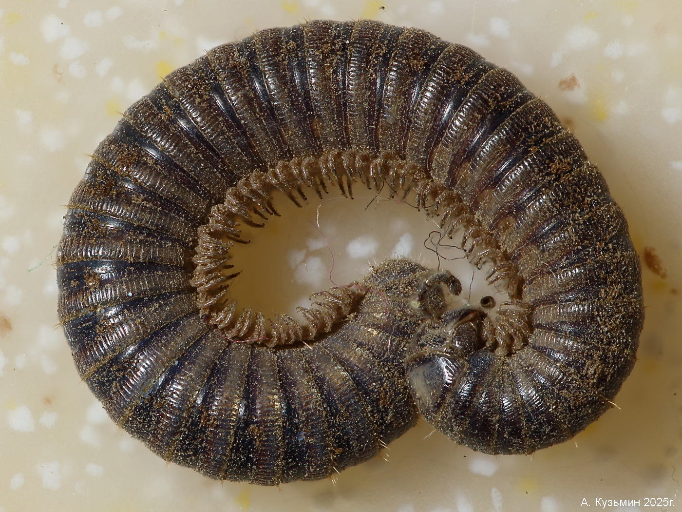 Настоящий Кивсяк Cylindroiulus caeruleocinctus