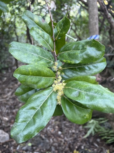 Xylosma nelsonii observed 2025-03-17
