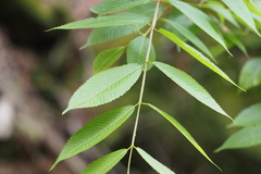 Acer carpinifolium