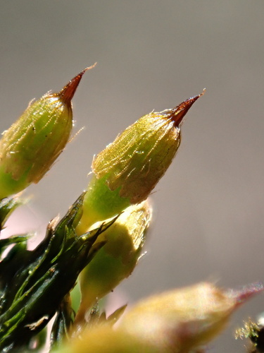 Puošnioji draiskenė nuotrauka