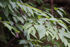 Acer carpinifolium