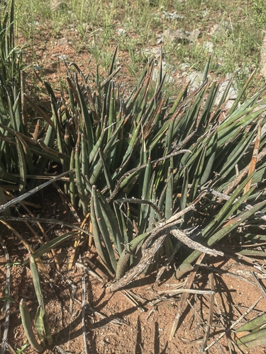 Image of Sansevieria aethiopica by no rights reserved