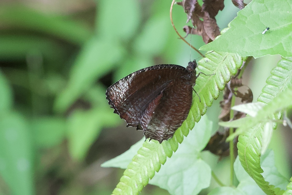 Elymnias congruens