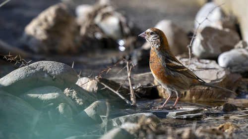 Three-banded Rosefinch
