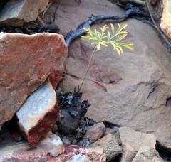 Pelargonium luteolum