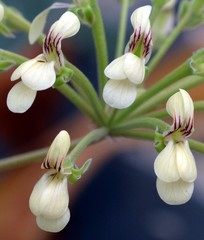 Pelargonium luteolum