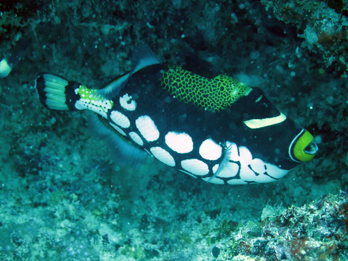 Big-spotted triggerfish (Balistoides conspicillum) — Balistidae — 5