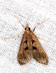 Mecyna asinalis