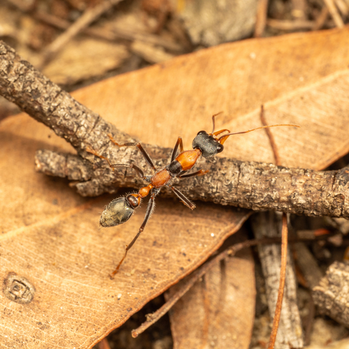 Jumping Jack Ant