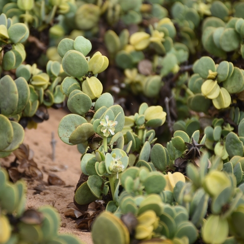Image of Tetraena stapffii by (c) Nathan Van Cooten, some rights reserved (CC BY)