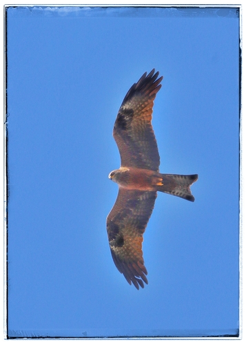 Black Kite