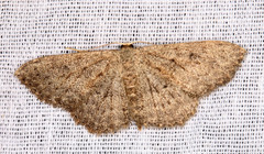 Scopula guancharia