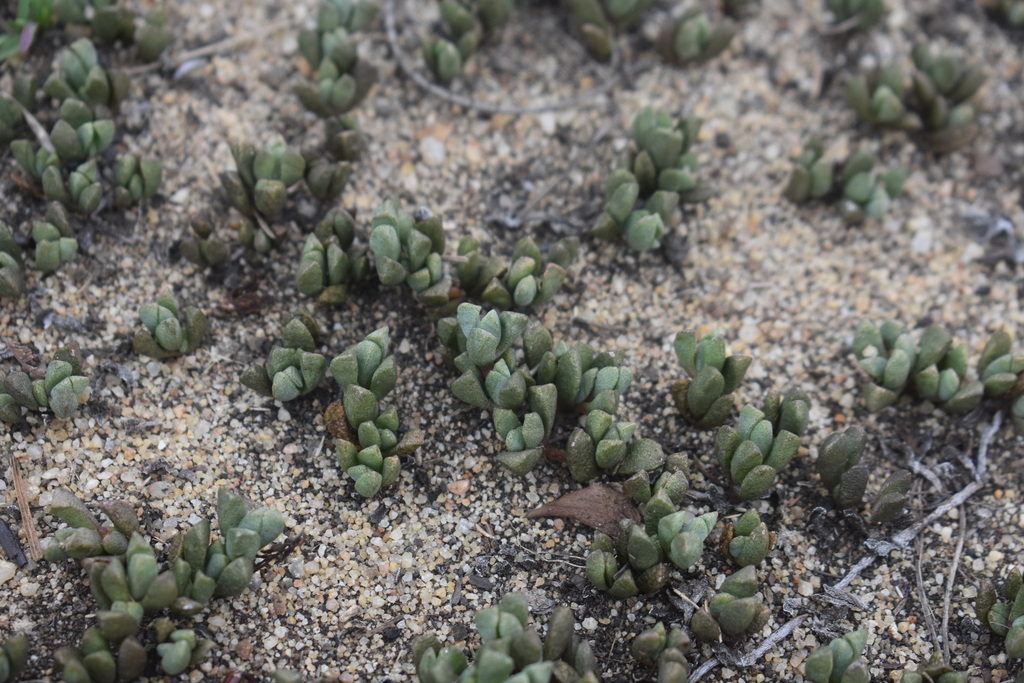 Ruschia intervallaris L. Bolus