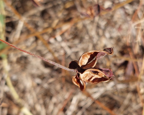 Neptunia gracilis, photograph 6