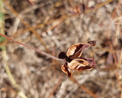 Neptunia gracilis, photograph (c) Ruth Palsson, some rights reserved (CC BY-SA)