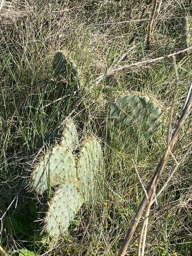 Opuntia orbiculata