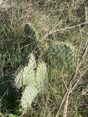Opuntia orbiculata