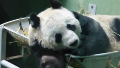 Ailuropoda melanoleuca