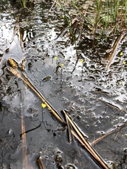 Utricularia geminiscapa