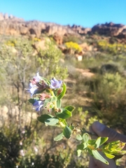 Lobostemon glaucophyllus