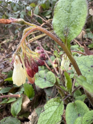 Creeping comfrey (Symphytum grandiflorum)