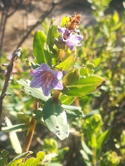 Lobostemon glaucophyllus