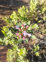 Lobostemon glaucophyllus
