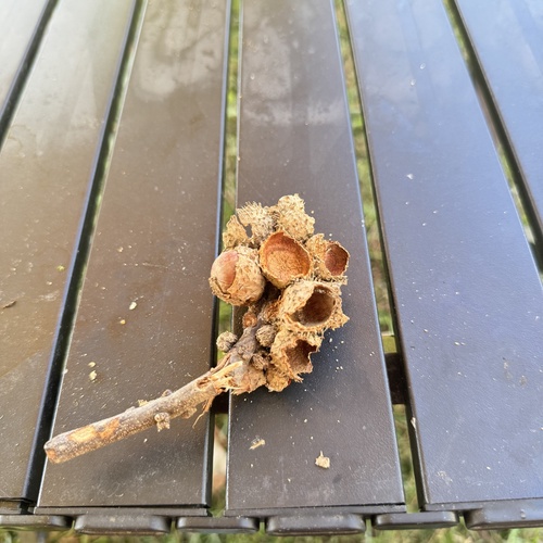 Lithocarpus dealbatus observed 2025-03-16