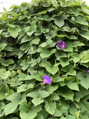 Ipomoea indica