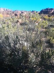 Lobostemon glaucophyllus