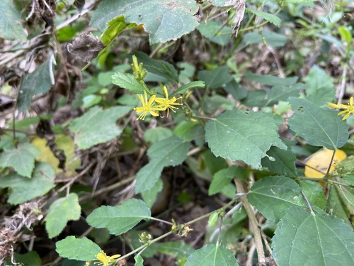 Triumfetta semitriloba observed 2025-03-16