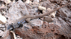 Gallotia galloti galloti