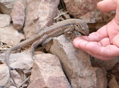 Gallotia galloti galloti