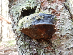 Phellinus cinereus