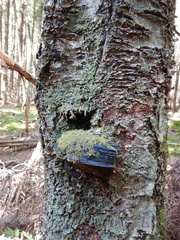 Phellinus cinereus