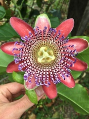 Passiflora alata